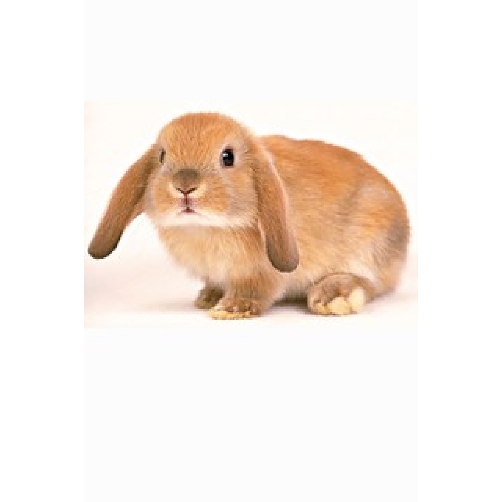 HoneyBunny