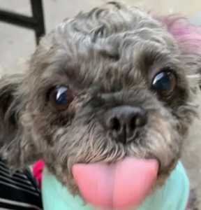 LADY