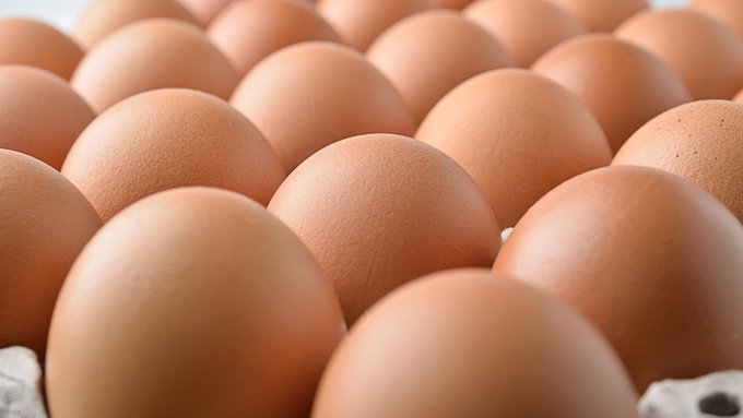 SALMONELLA