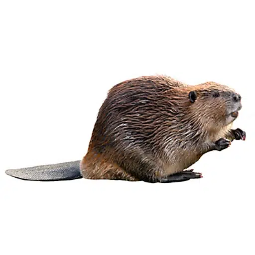 BEAVER