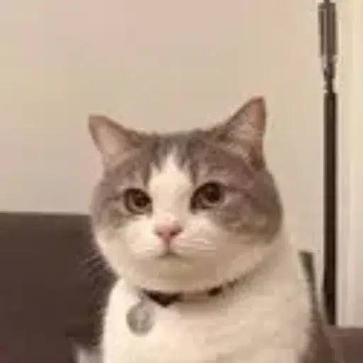 CAT logo