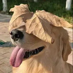 WIF
