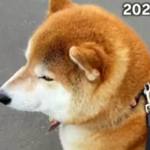ハル