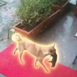 Paladin