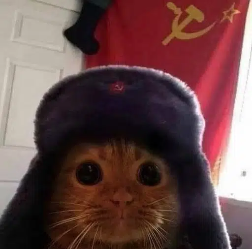 кот