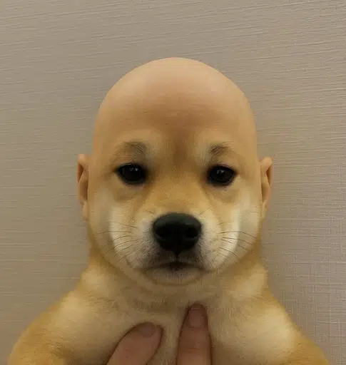 Bald