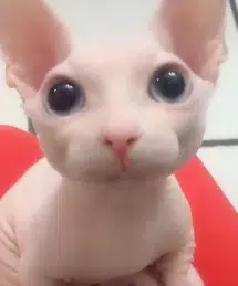 Bingus