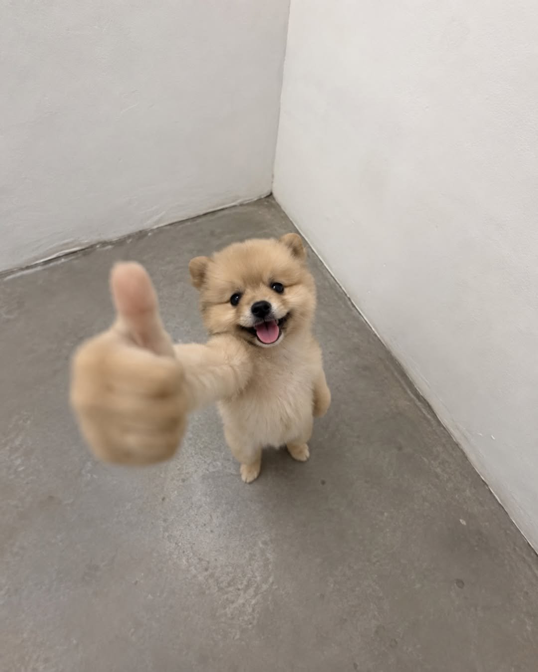 OKDOG