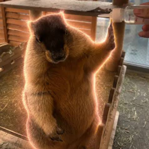 CHAI
