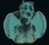 Fly64