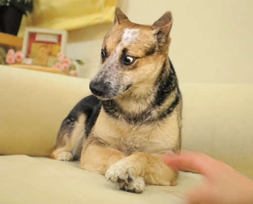 DOGO