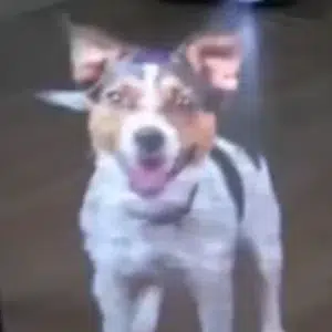 JAX