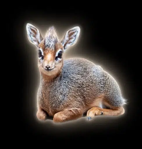 dik-dik