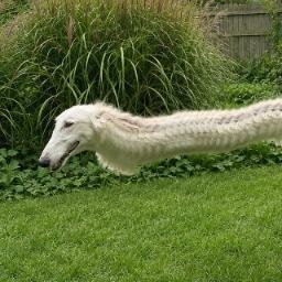 dooog
