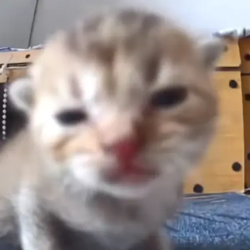 MEOOOW