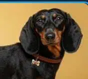 OSCAR