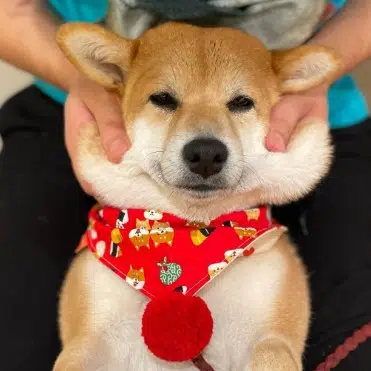 Shiba-San
