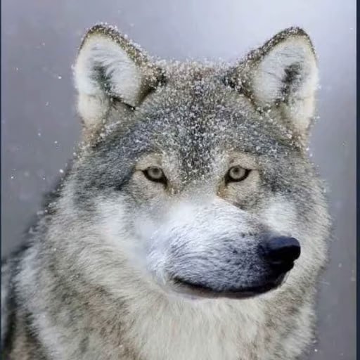 welf