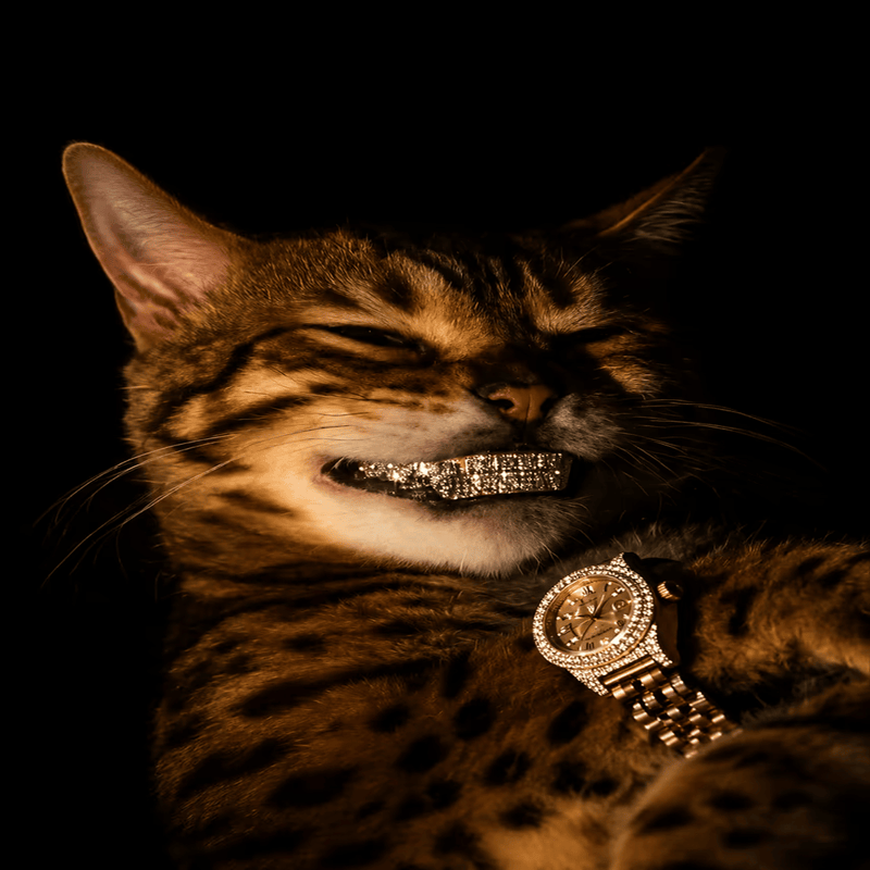 Bengal — The Larp Cat Solana token traded by KOLs
