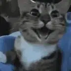 MEOWS