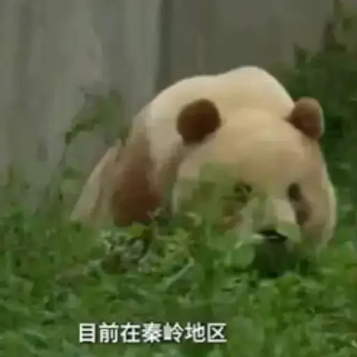 Qi Zai