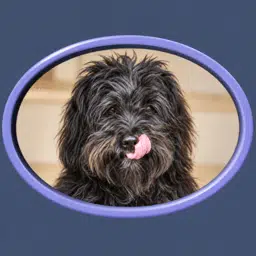 $Scotch token logo