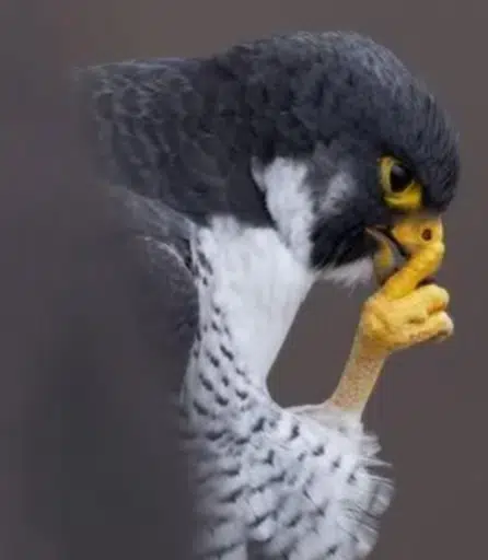 Shhh