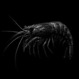 SHRIMP logo