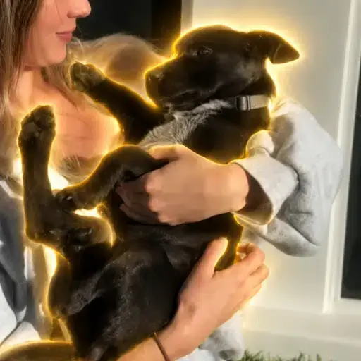 Willy — recently traded by Iceman on Solana