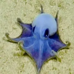 GALAPAGENSIS