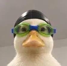 Nasduck
