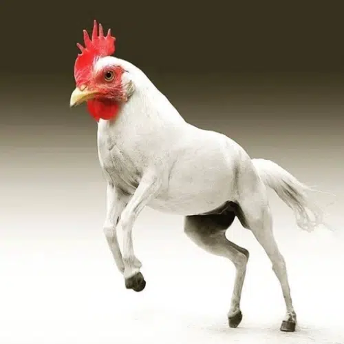 Hock