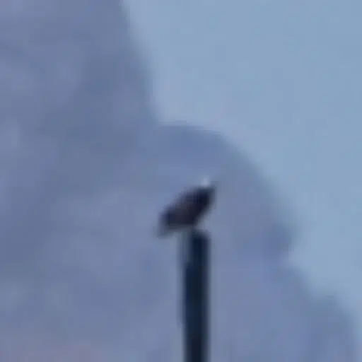 EAGLE