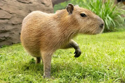 GOUDA