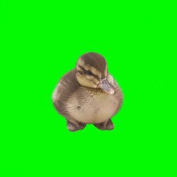 Duck — recently traded by Earl on Solana