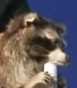 MACCOON