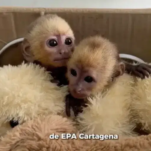 capuchins