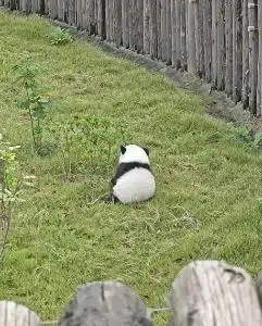 奇颖