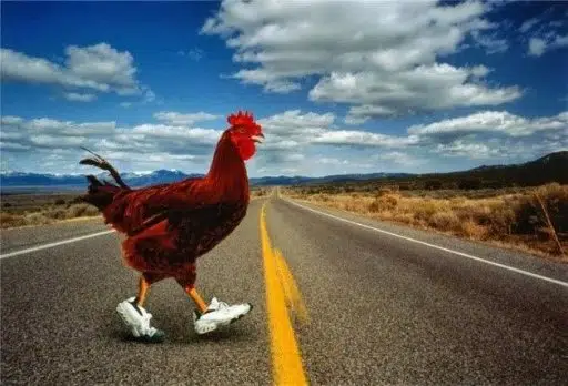 chicken