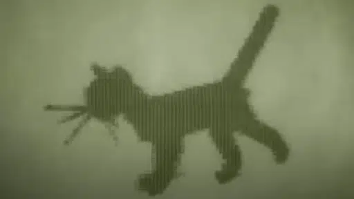 Kitty — First Digital Cat Solana token traded by KOLs