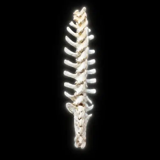 Spine
