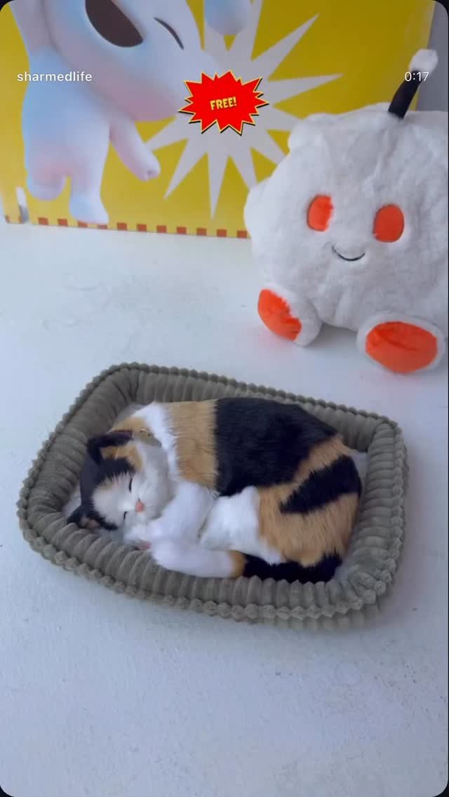 MEOWDANI — meowdani Solana token traded by KOLs