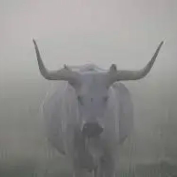 Bull