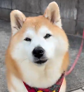 Maru-chan