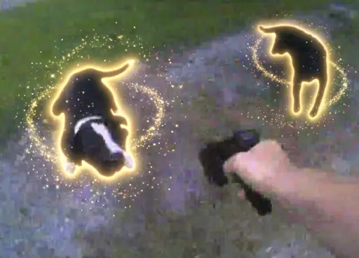 Dogs