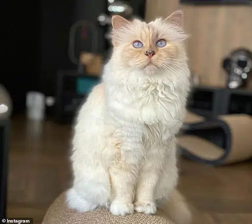 Choupette