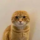 CARLOS