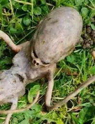 ALIEN