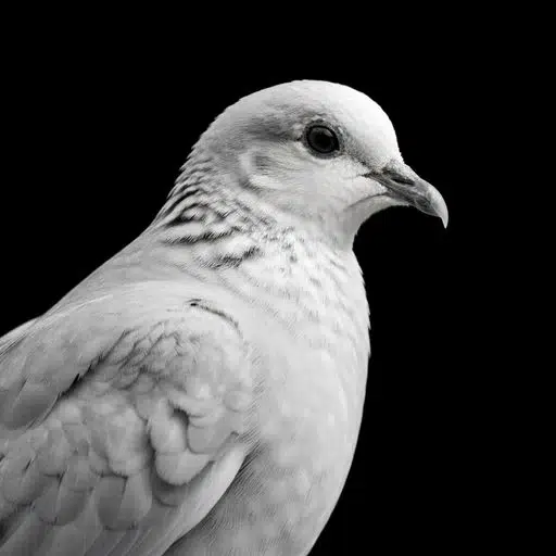 DOVE