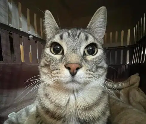 zazu